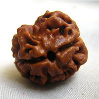 2 two face rudraksha hyderabad